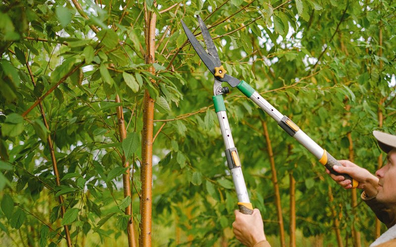 Tree trimming in Wells, NY